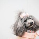 HSPとは～臨床心理士が教えるHSPの特徴、対処、適職について