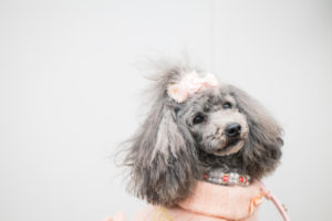 HSPとは～臨床心理士が教えるHSPの特徴、対処、適職について