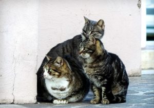同調行動を意識的に使えば人間関係や物事を円滑に出来る！