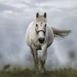 アンダードッグ効果。実例から分かる人の心や運をつかむ方法